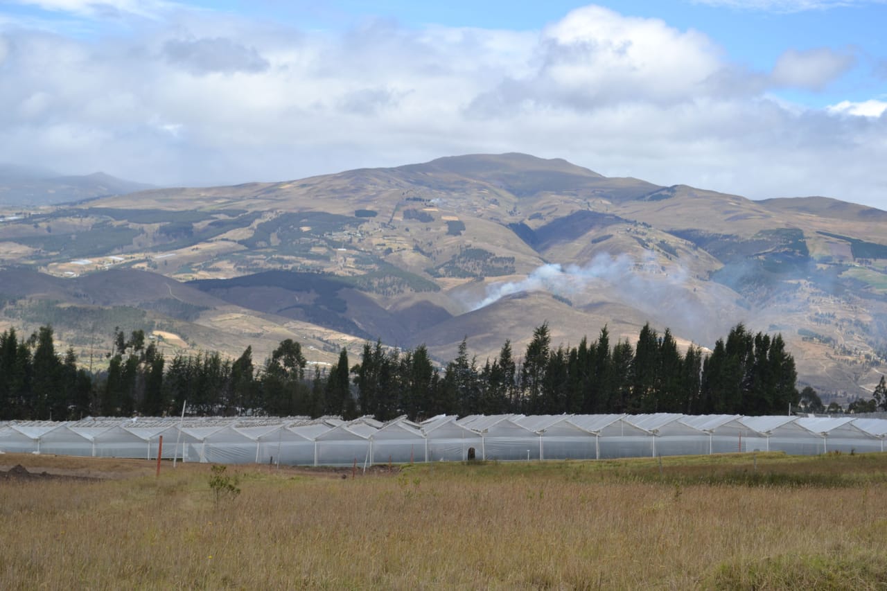 Vista panorámica de los campos de producción de rosas Magnaflor en Cayambe, Ecuador, a 3.200 metros de altitud