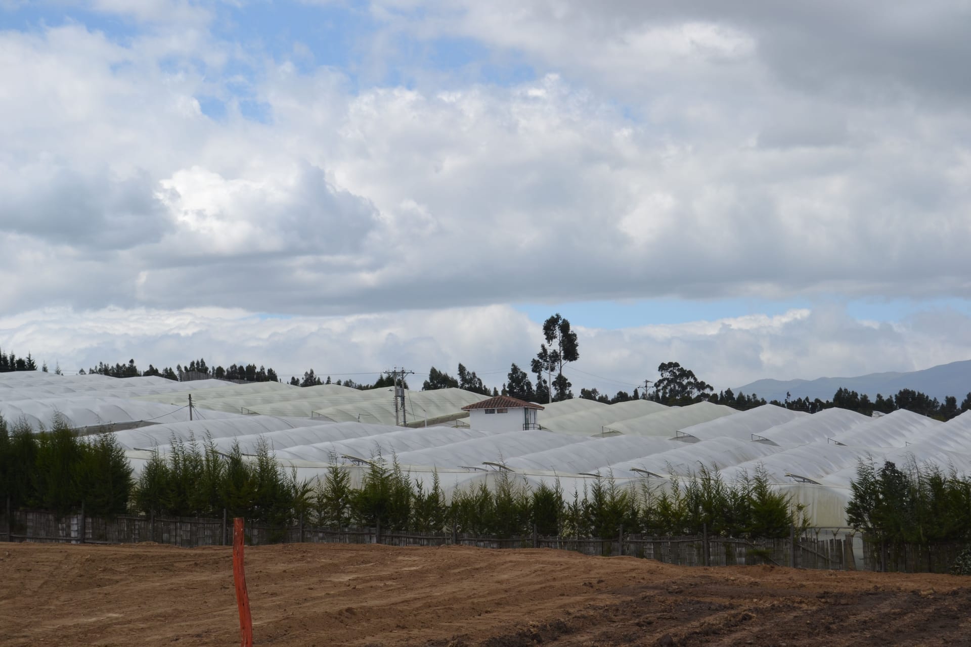 Magnaflor's Cayambe rose production farm at 3,200m altitude in the Ecuadorian Andes - premium wholesale roses