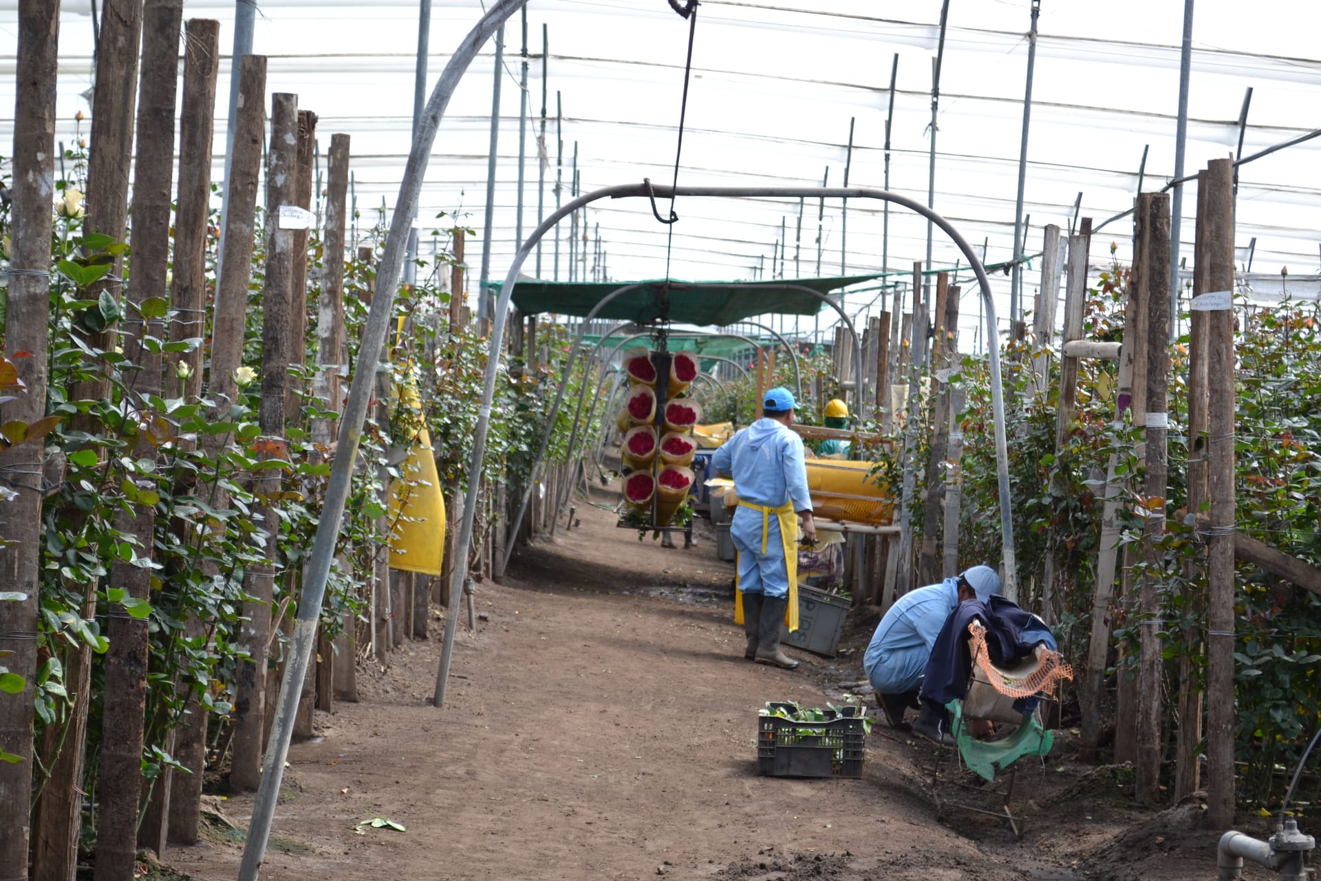 Magnaflor rose cultivation greenhouse in Cayambe, Ecuador - climate-controlled environment for premium wholesale roses
