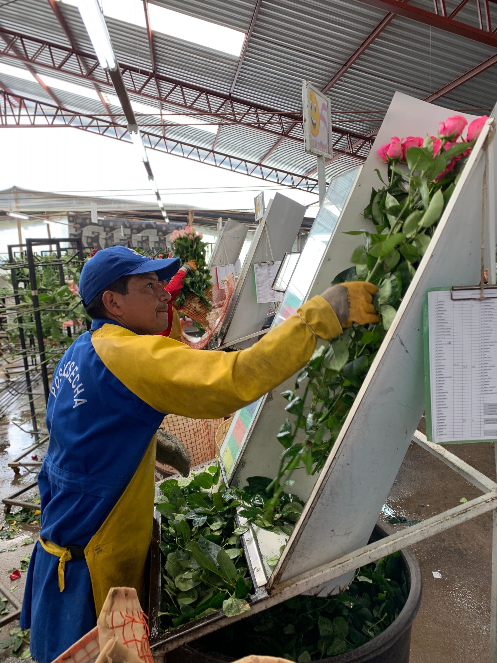 Magnaflor rose grading and quality control at Cayambe, Ecuador production - stem-by-stem selection for wholesale grade