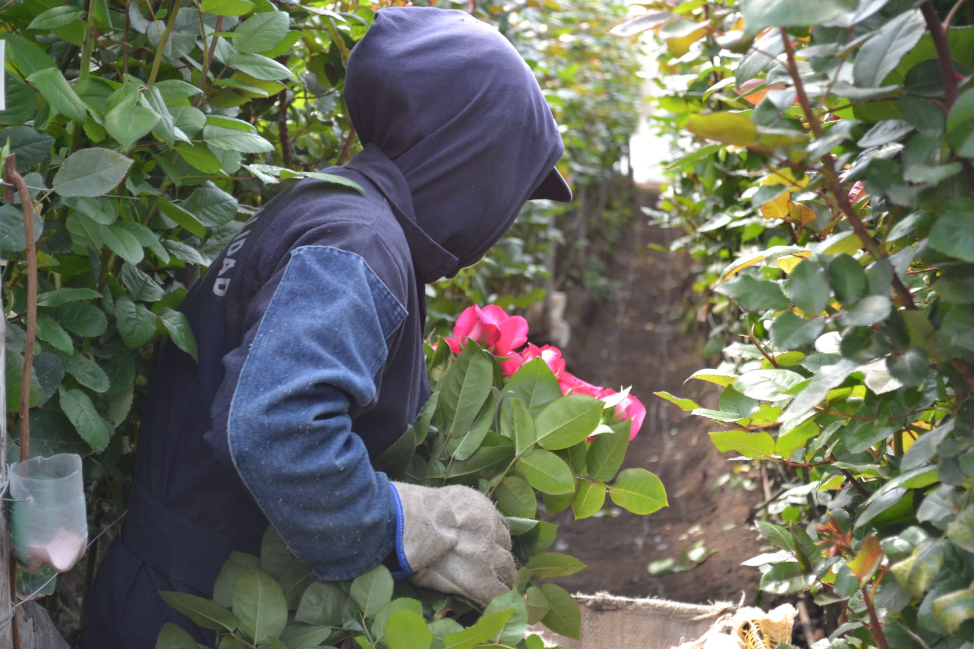 Magnaflor rose harvest at Cayambe farm Ecuador - hand-cut premium roses ready for cold-chain export