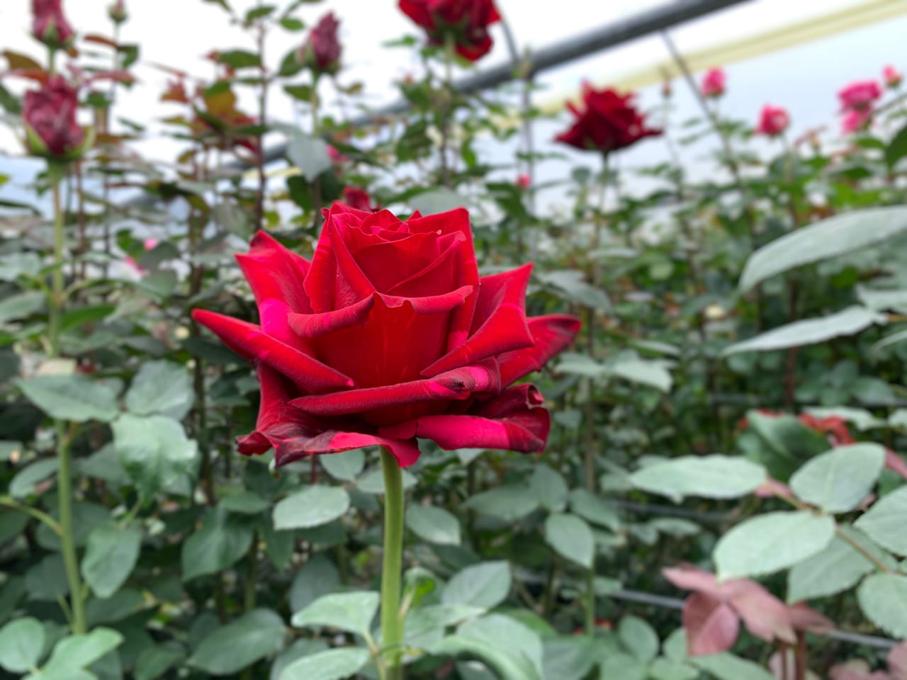 Rosa Magnaflor en la fuente del origen — producción de Cayambe, Ecuador a 3.200 metros de altitud