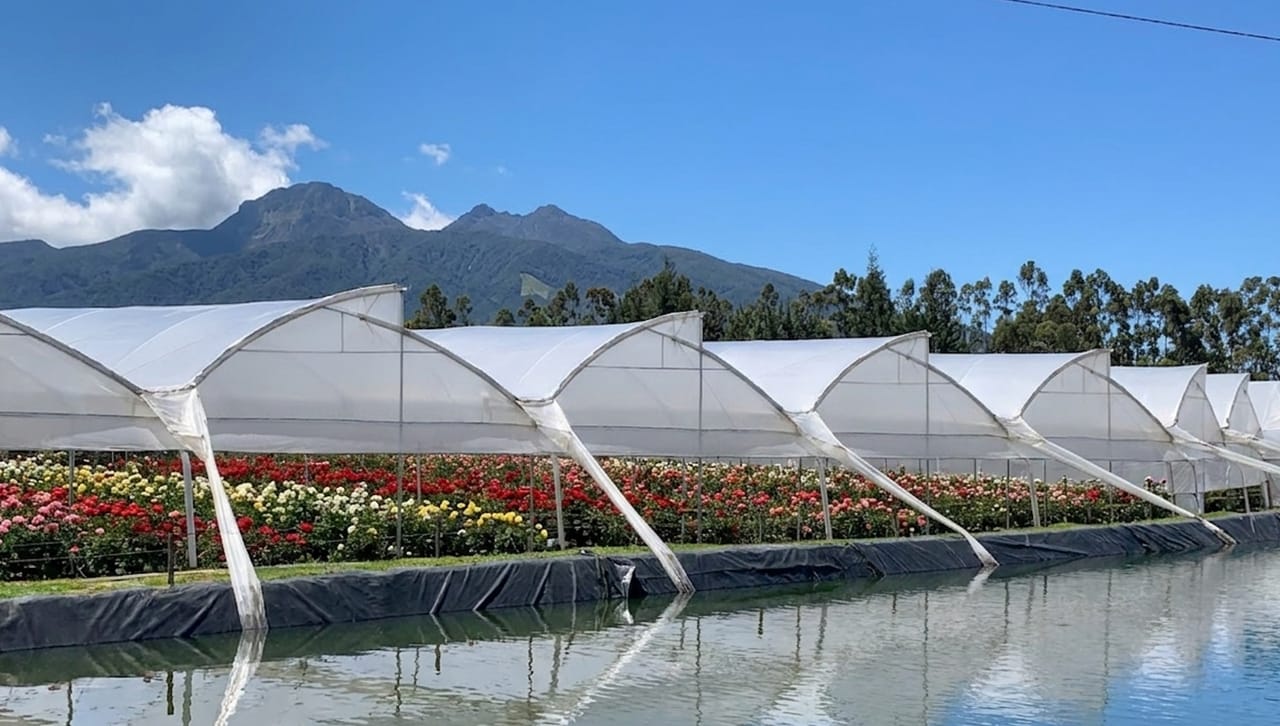 Finca de flores en las tierras altas al atardecer con vibrantes hileras de hortensias y alstroemerias en los Andes ecuatorianos.