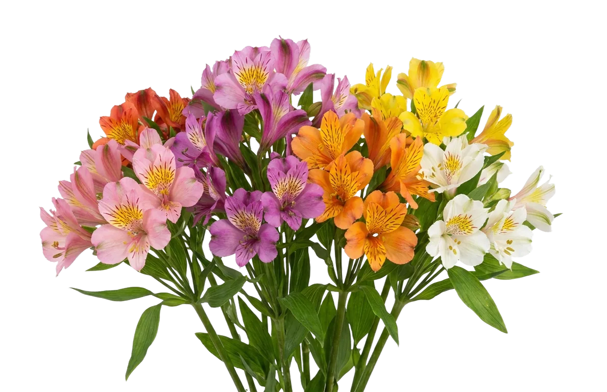 Alstroemeria, pink filler / greenery, from curated partner growers in the Ecuadorian and Colombian highlands