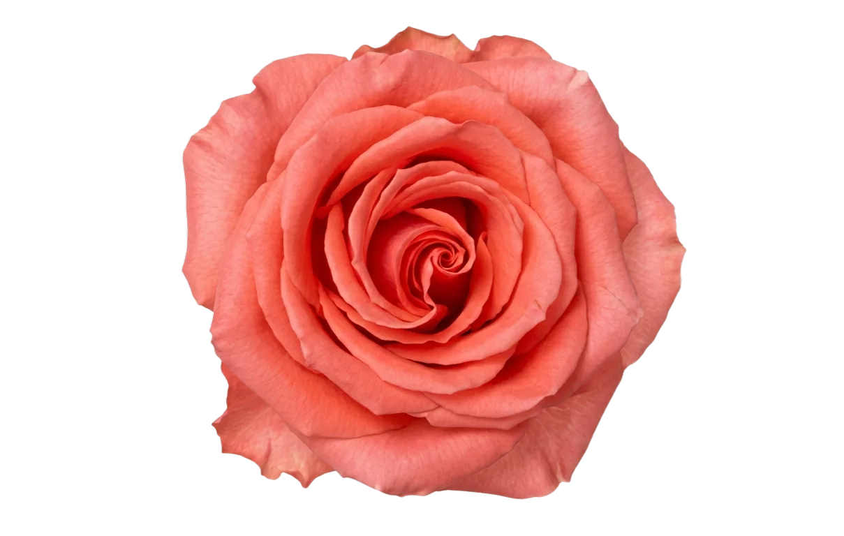 Amsterdam, coral rose, grown in Magnaflor's own production at Cayambe, Ecuador