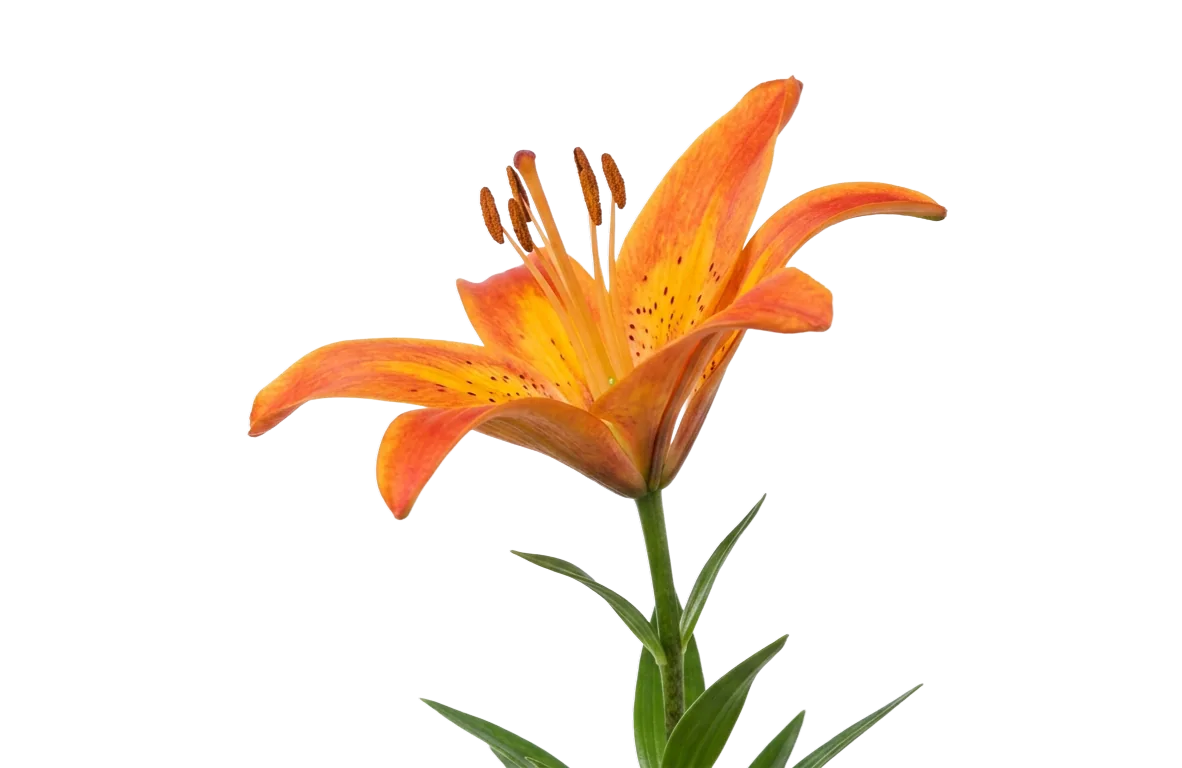 Asiatic Lily, flor especial naranja, de cultivadores socios de las tierras altas ecuatorianas y colombianas