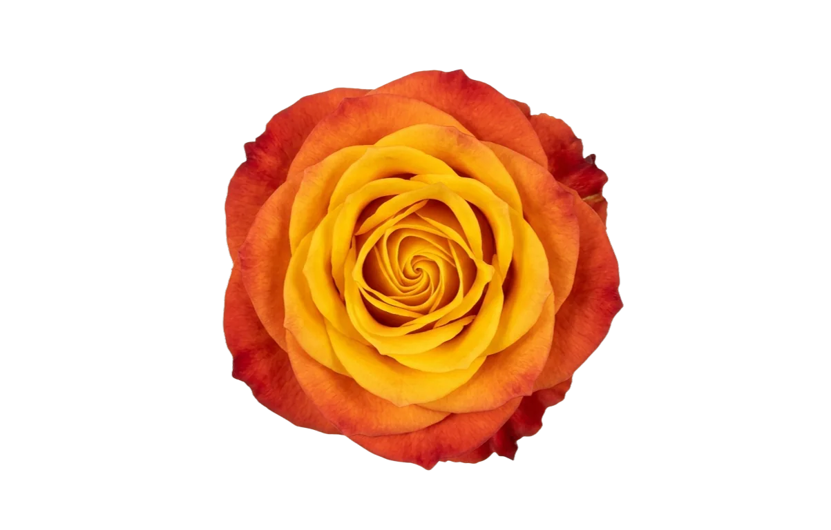 Atomic, orange rose, grown in Magnaflor's own production at Cayambe, Ecuador