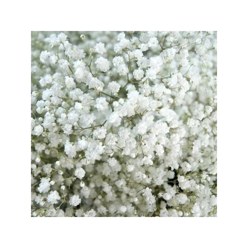 Baby's Breath, relleno / follaje blanca, de cultivadores socios de las tierras altas ecuatorianas y colombianas