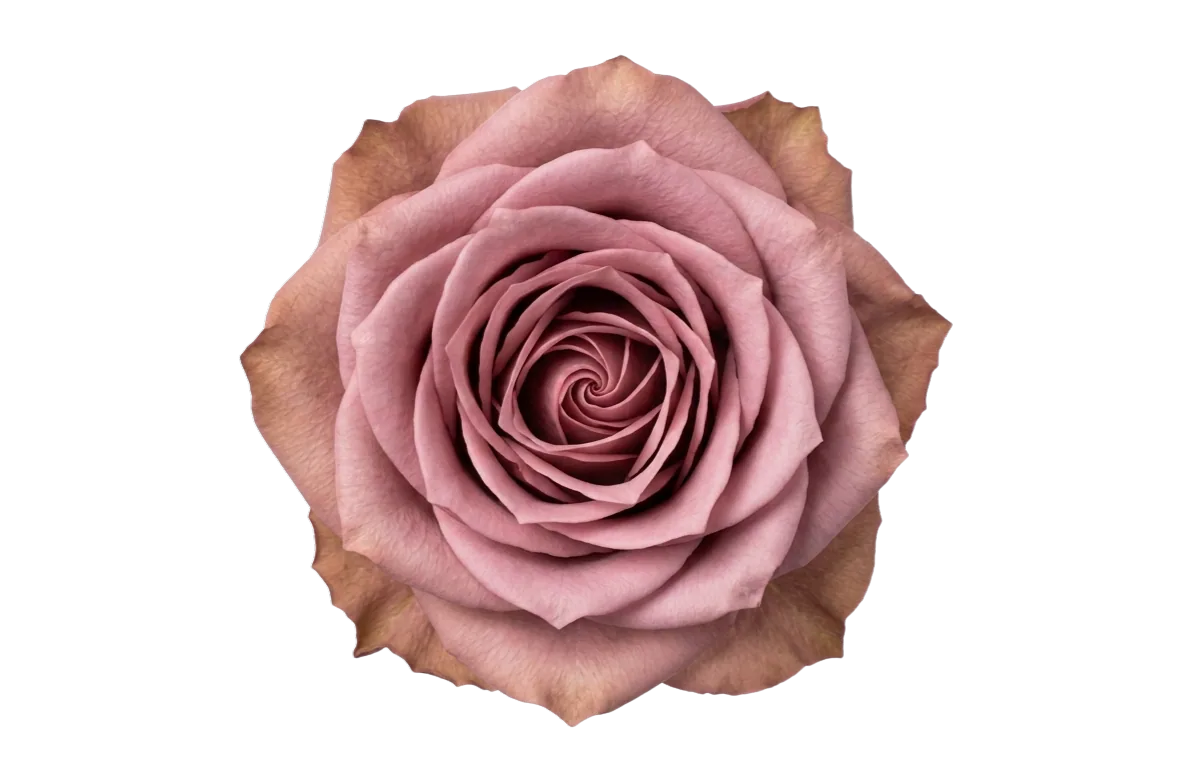 Barista, brown rose, grown in Magnaflor's own production at Cayambe, Ecuador