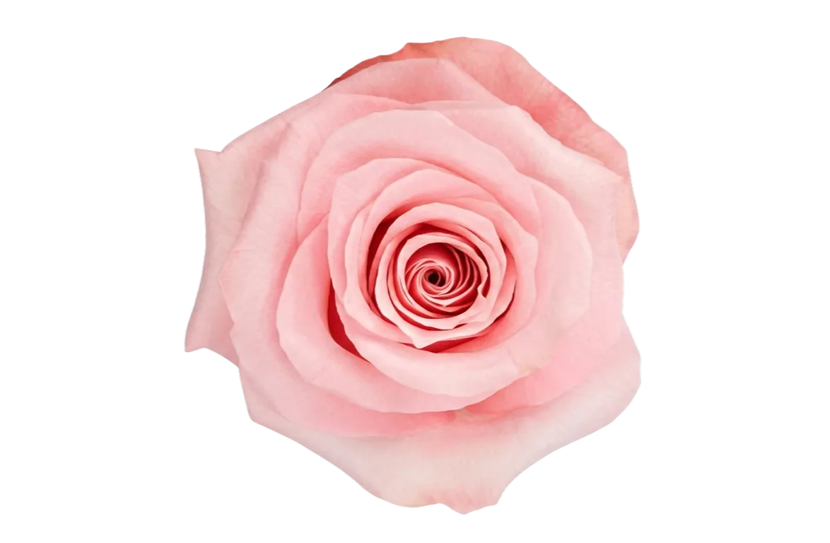 Be Sweet, pink rose, grown in Magnaflor's own production at Cayambe, Ecuador
