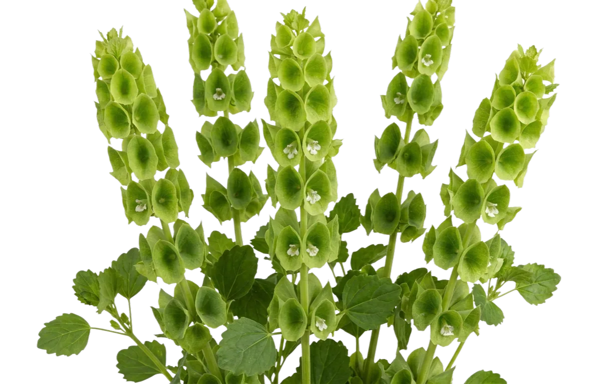 Bells of Ireland, green specialty flower, from curated partner growers in the Ecuadorian and Colombian highlands
