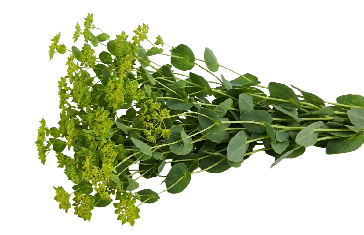 Bupleurum verde de relleno — Magnaflor rellenos y verdes, mayorista directo de finca