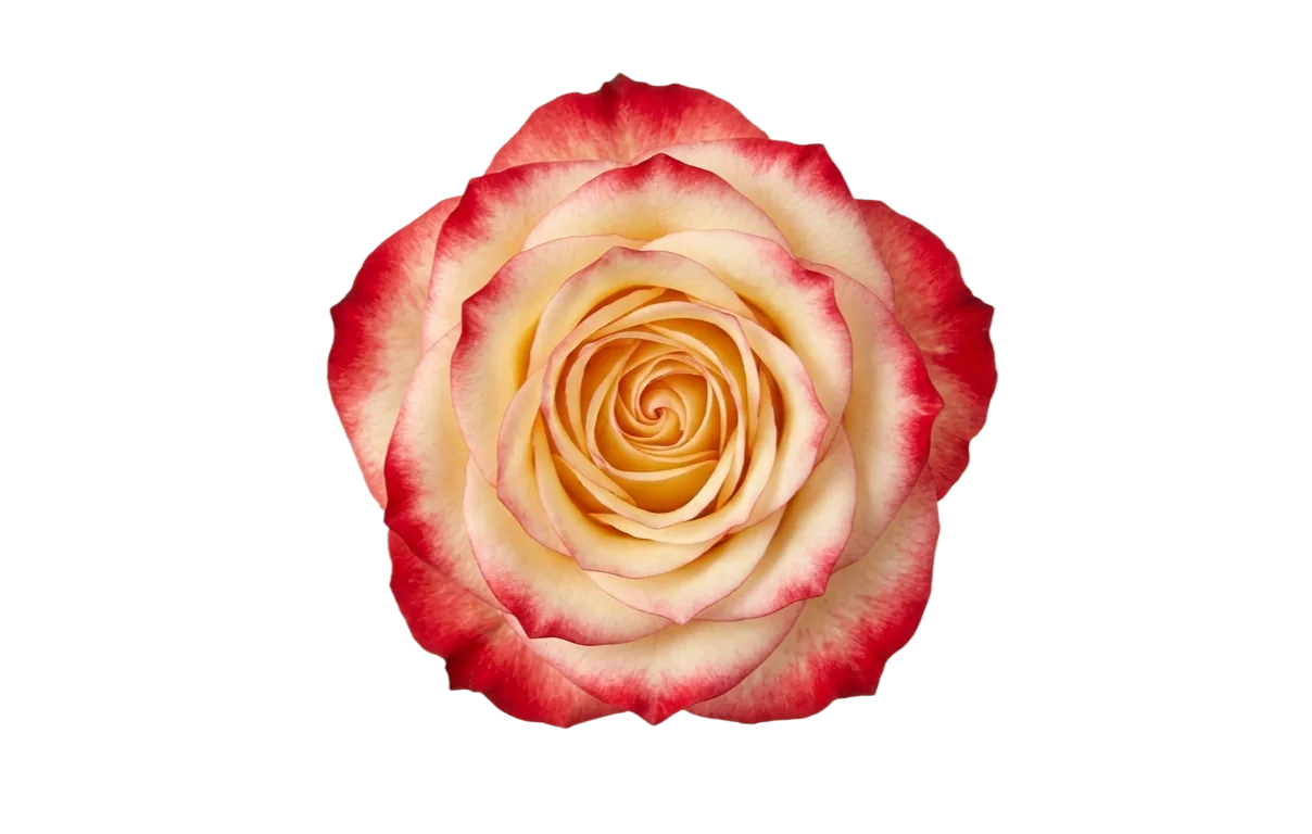 Cabaret, bicolor rose, grown in Magnaflor's own production at Cayambe, Ecuador