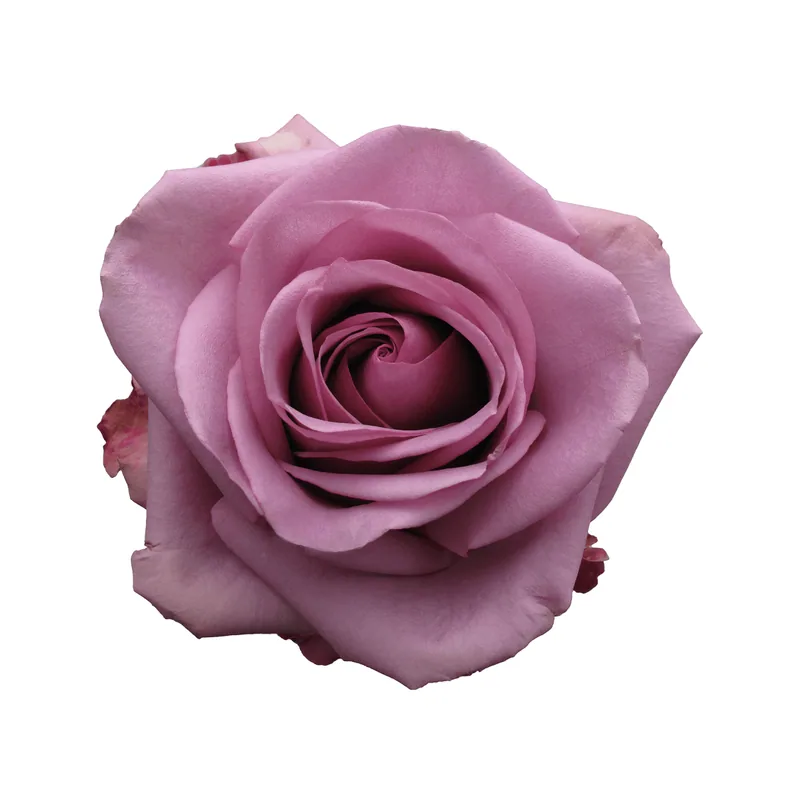Cool Water, lavender rose, grown in Magnaflor's own production at Cayambe, Ecuador