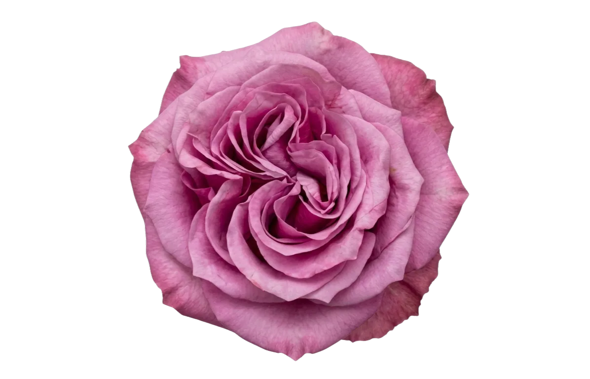 Country Blues, purple rose, grown in Magnaflor's own production at Cayambe, Ecuador