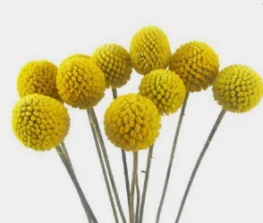 Craspedia, yellow filler / greenery, from curated partner growers in the Ecuadorian and Colombian highlands