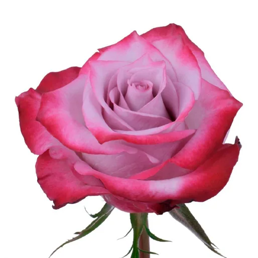 Deep Purple, purple rose, grown in Magnaflor's own production at Cayambe, Ecuador