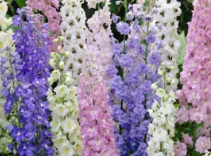 Delphinium, blue specialty flower, from curated partner growers in the Ecuadorian and Colombian highlands