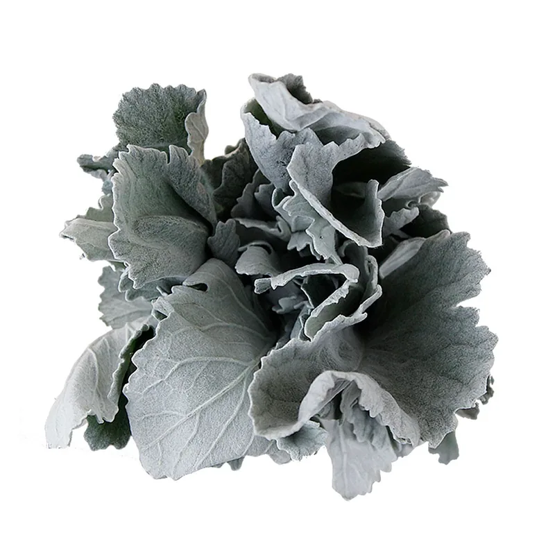Dusty Miller, green filler / greenery, from curated partner growers in the Ecuadorian and Colombian highlands