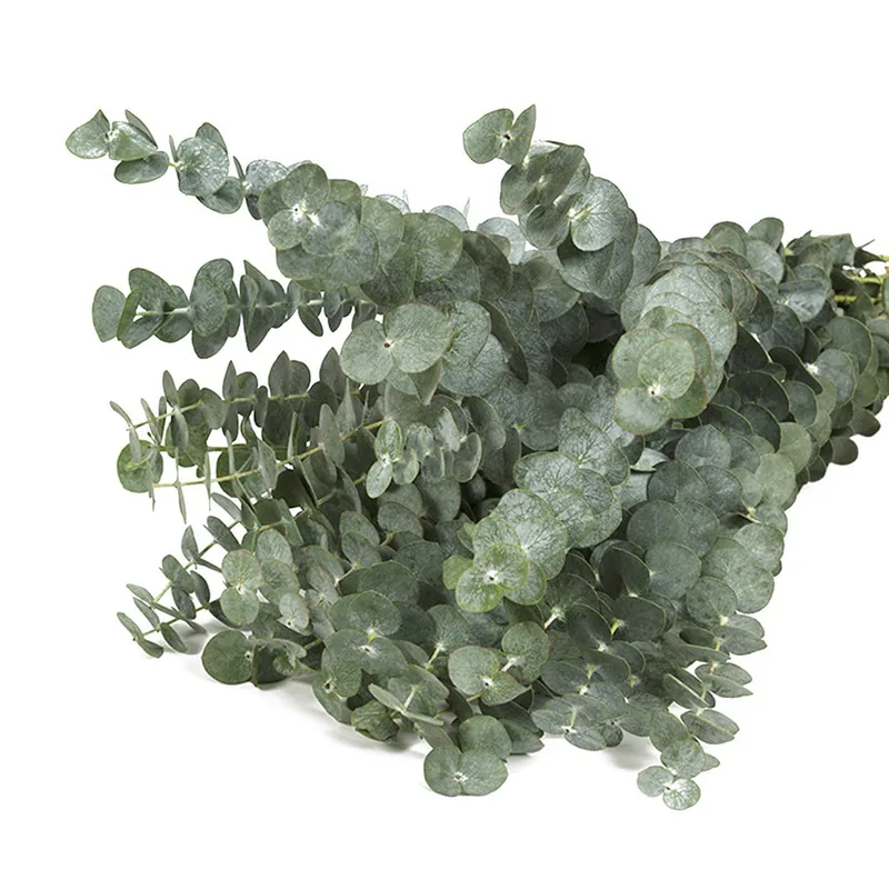 Baby Blue Eucalyptus, green filler / greenery, from curated partner growers in the Ecuadorian and Colombian highlands