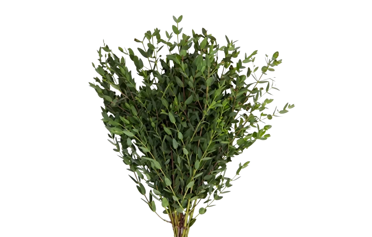Parvifolia Eucalyptus, relleno / follaje verde, de cultivadores socios de las tierras altas ecuatorianas y colombianas