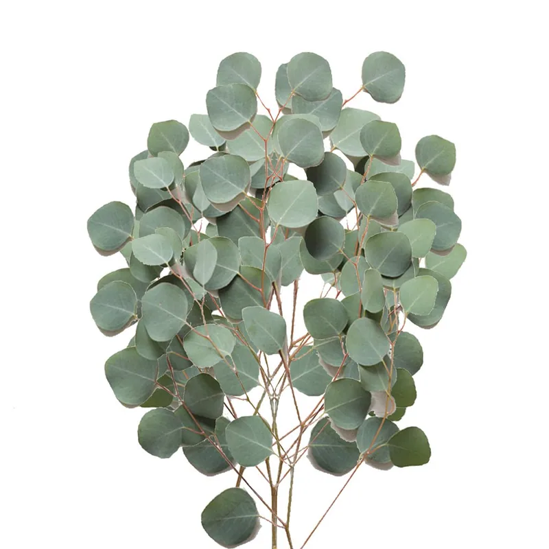 Silver Dollar Eucalyptus, relleno / follaje verde, de cultivadores socios de las tierras altas ecuatorianas y colombianas
