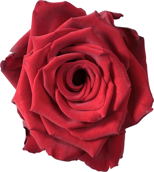 Explorer, red rose, grown in Magnaflor's own production at Cayambe, Ecuador