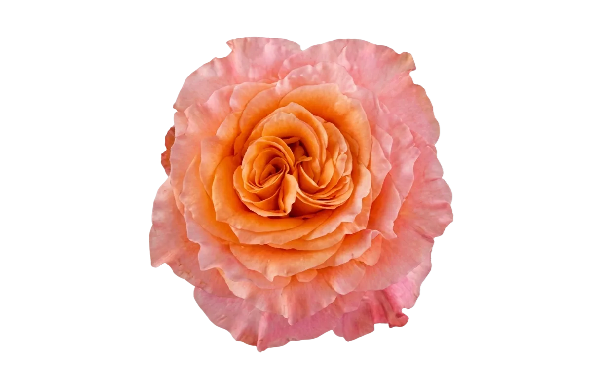 Free Spirit, orange rose, grown in Magnaflor's own production at Cayambe, Ecuador