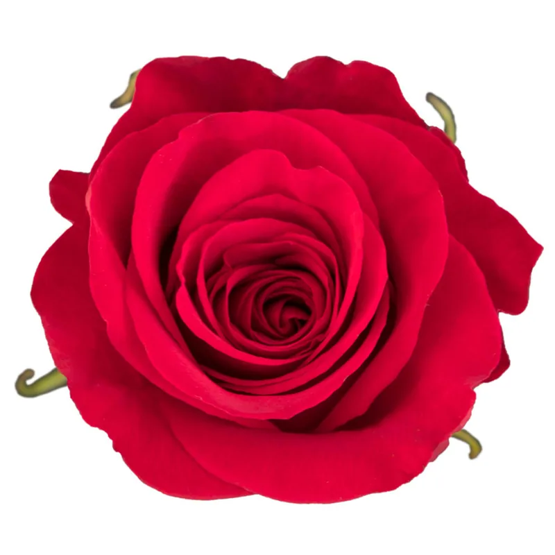 Freedom, red rose, grown in Magnaflor's own production at Cayambe, Ecuador