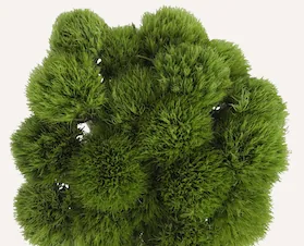 Green Ball, green filler / greenery, from curated partner growers in the Ecuadorian and Colombian highlands