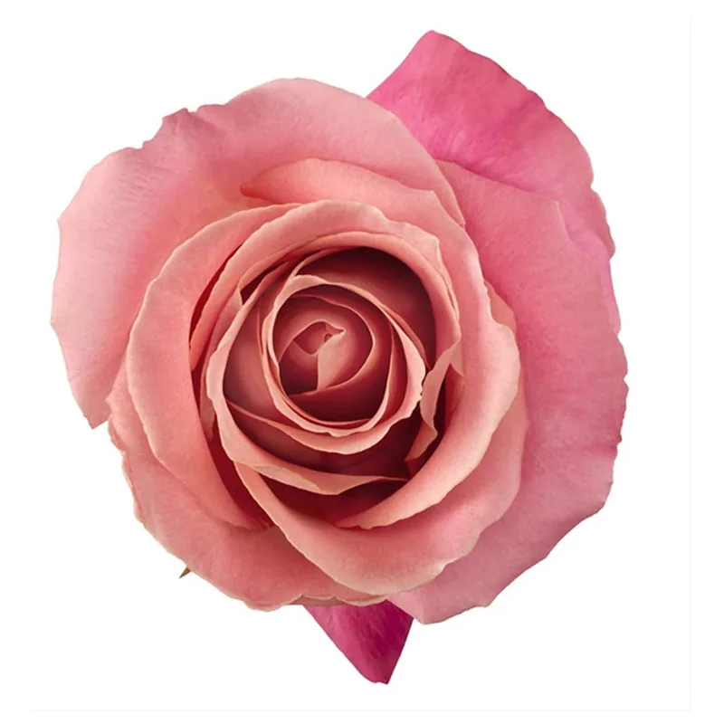 Hermosa, pink rose, grown in Magnaflor's own production at Cayambe, Ecuador