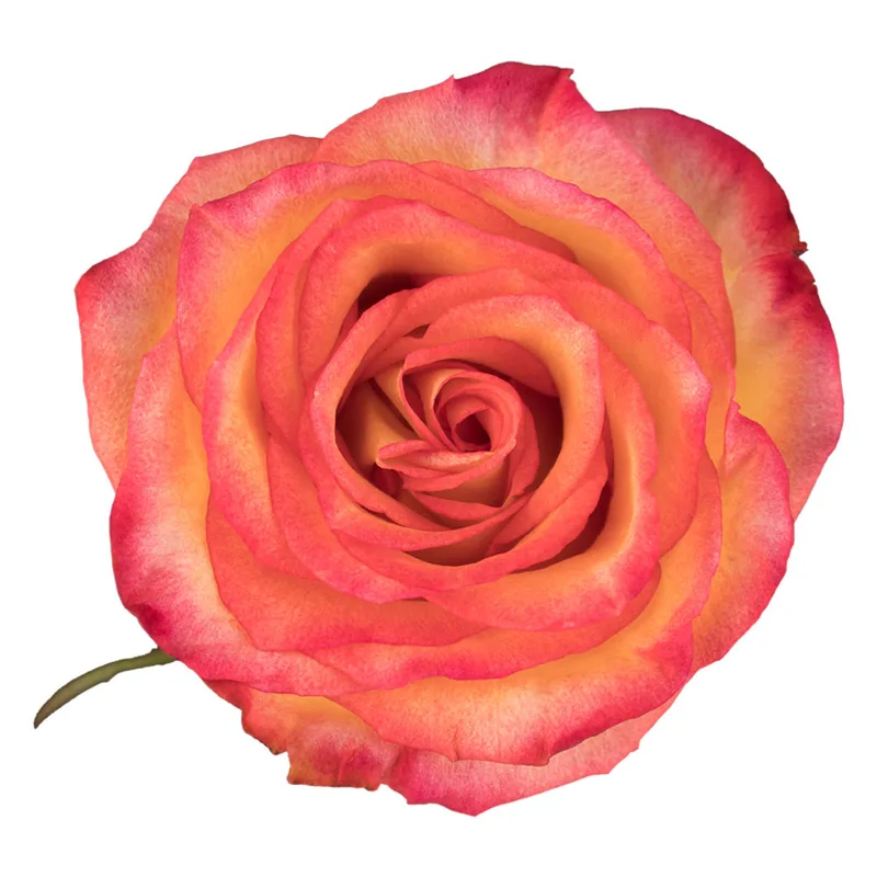 High & Magic, bicolor rose, grown in Magnaflor's own production at Cayambe, Ecuador