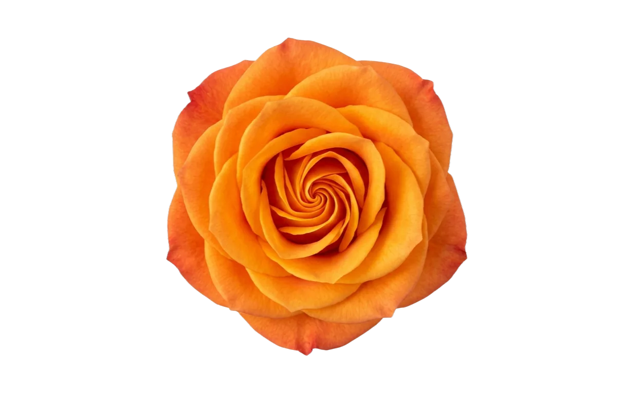 High & Orange, orange rose, grown in Magnaflor's own production at Cayambe, Ecuador