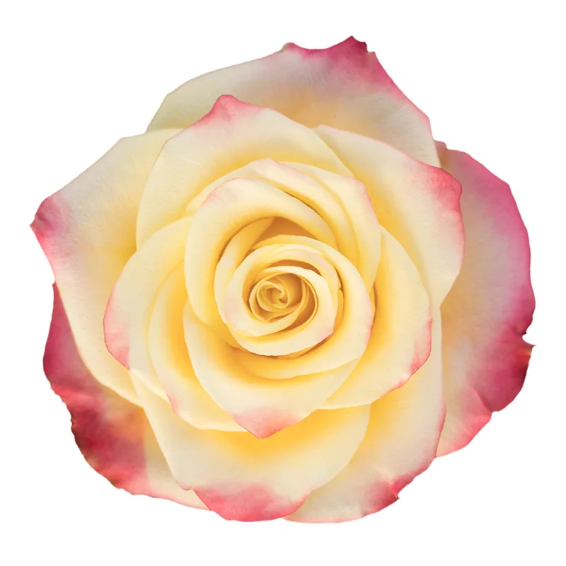 High & Yellow Flame, bicolor rose, grown in Magnaflor's own production at Cayambe, Ecuador