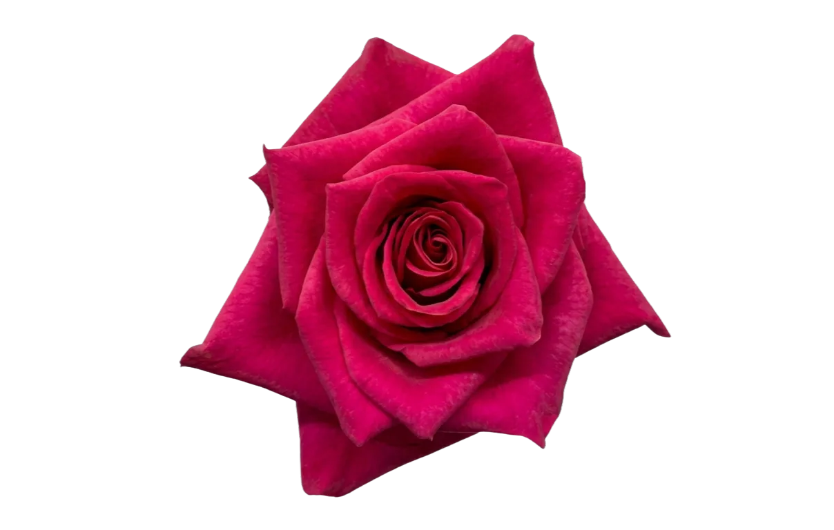 Hot Explorer, hot-pink rose, grown in Magnaflor's own production at Cayambe, Ecuador