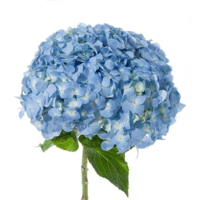 Hydrangea Blue, blue hydrangea, from curated partner growers in the Ecuadorian and Colombian highlands