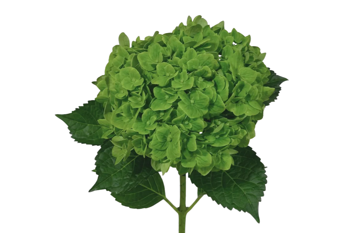 Hydrangea Dark Green, green hydrangea, from curated partner growers in the Ecuadorian and Colombian highlands