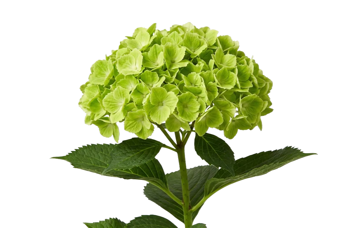 Hydrangea Green, green hydrangea, from curated partner growers in the Ecuadorian and Colombian highlands