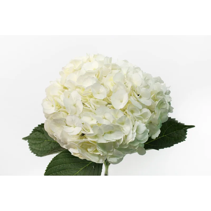 Hortensia blanca premium, flor de cabeza completa