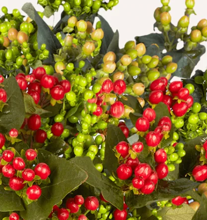 Hypericum, red filler / greenery, from curated partner growers in the Ecuadorian and Colombian highlands