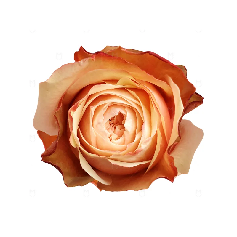 Kahala, peach rose, grown in Magnaflor's own production at Cayambe, Ecuador
