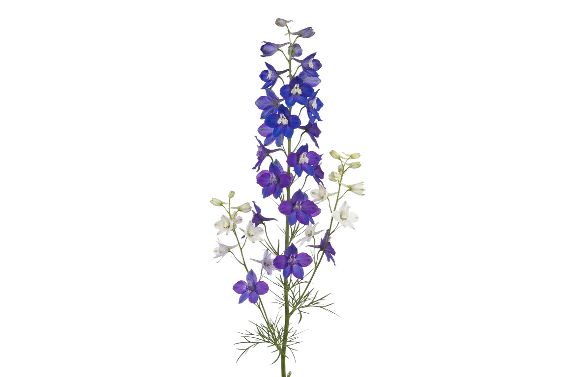 Larkspur, purple specialty flower, from curated partner growers in the Ecuadorian and Colombian highlands