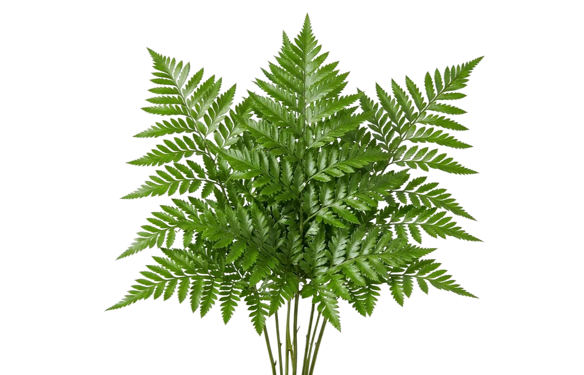 Leather Fern, relleno / follaje verde, de cultivadores socios de las tierras altas ecuatorianas y colombianas