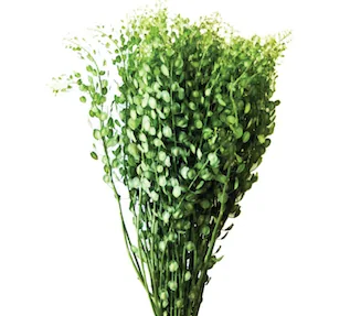 Lepidium, green filler / greenery, from curated partner growers in the Ecuadorian and Colombian highlands