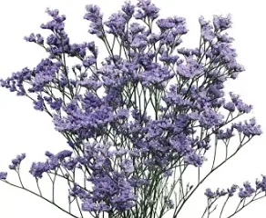 Limonium, purple filler / greenery, from curated partner growers in the Ecuadorian and Colombian highlands