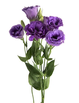 Lisianthus, white specialty flower, from curated partner growers in the Ecuadorian and Colombian highlands
