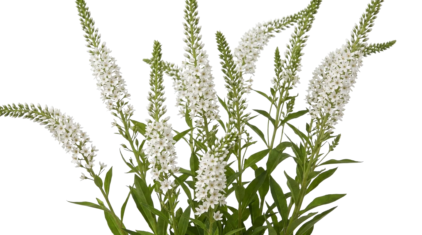 Lysimachia, white specialty flower, from curated partner growers in the Ecuadorian and Colombian highlands