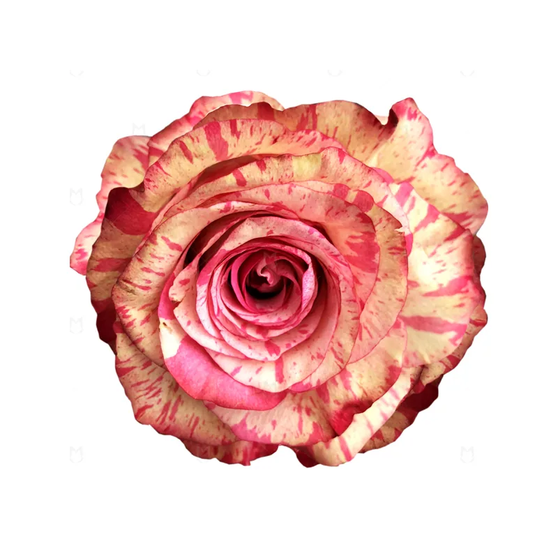 Magic Times, pink rose, grown in Magnaflor's own production at Cayambe, Ecuador