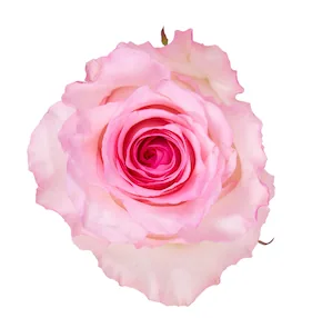 Mandala, pink rose, grown in Magnaflor's own production at Cayambe, Ecuador