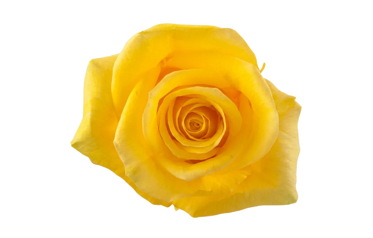 Momentum, yellow rose, grown in Magnaflor's own production at Cayambe, Ecuador